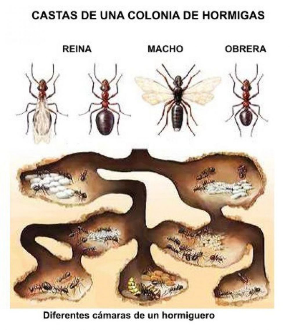 - ¿Cuáles son las funciones de las hormigas en el ecosistema?