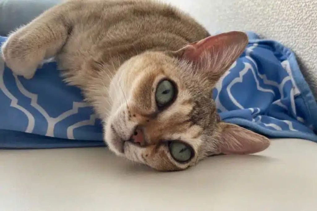 Gato Singapura ágil y curioso