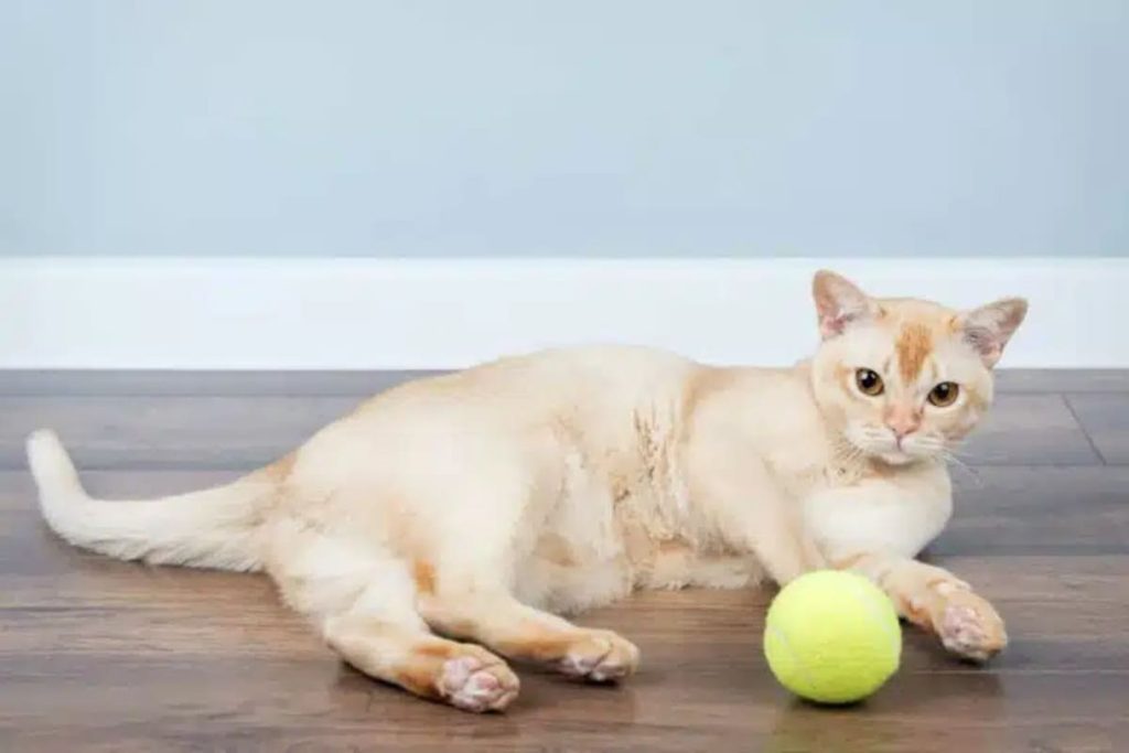 Gato Burmés social y comunicativo