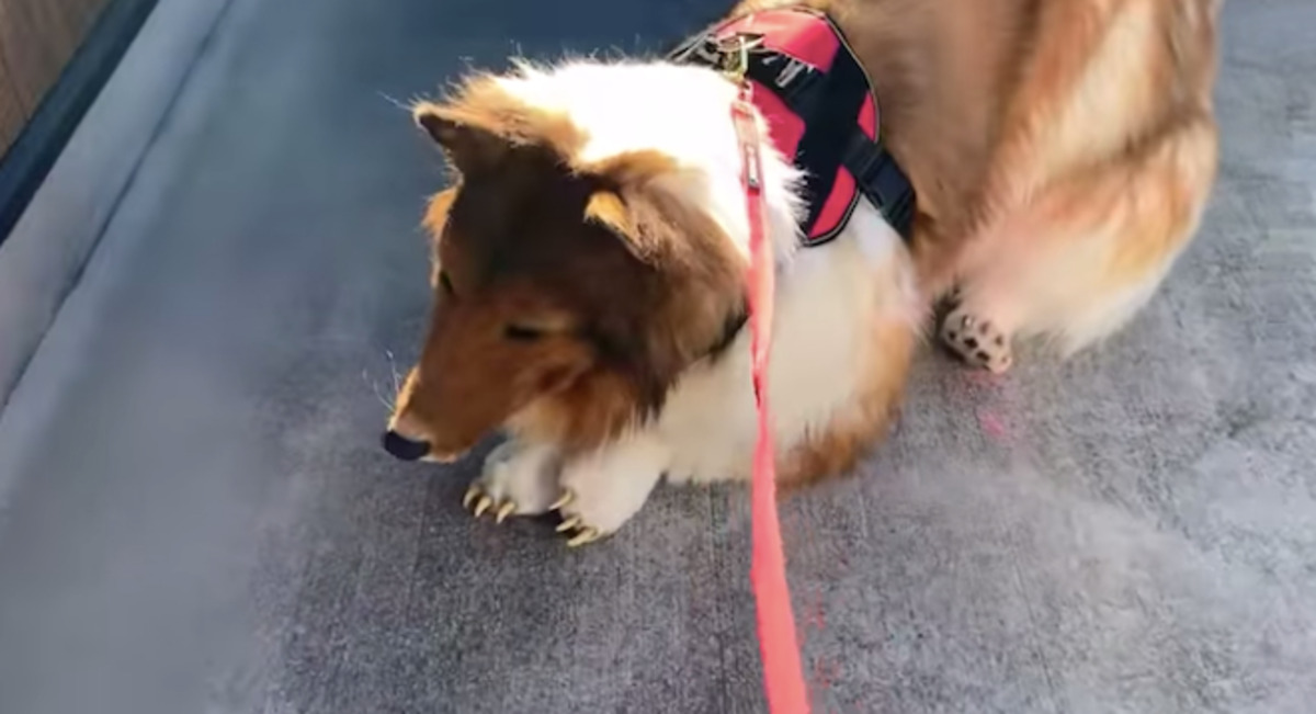 Toco interactuando con perros