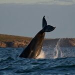 Olvidate de Puerto Madryn: esta costa patagónica tiene las mismas ballenas sin las excursiones llenas