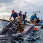 Un grupo de pescadores rescata a una ballena enredada frente a las costas gallegas y el vídeo emociona