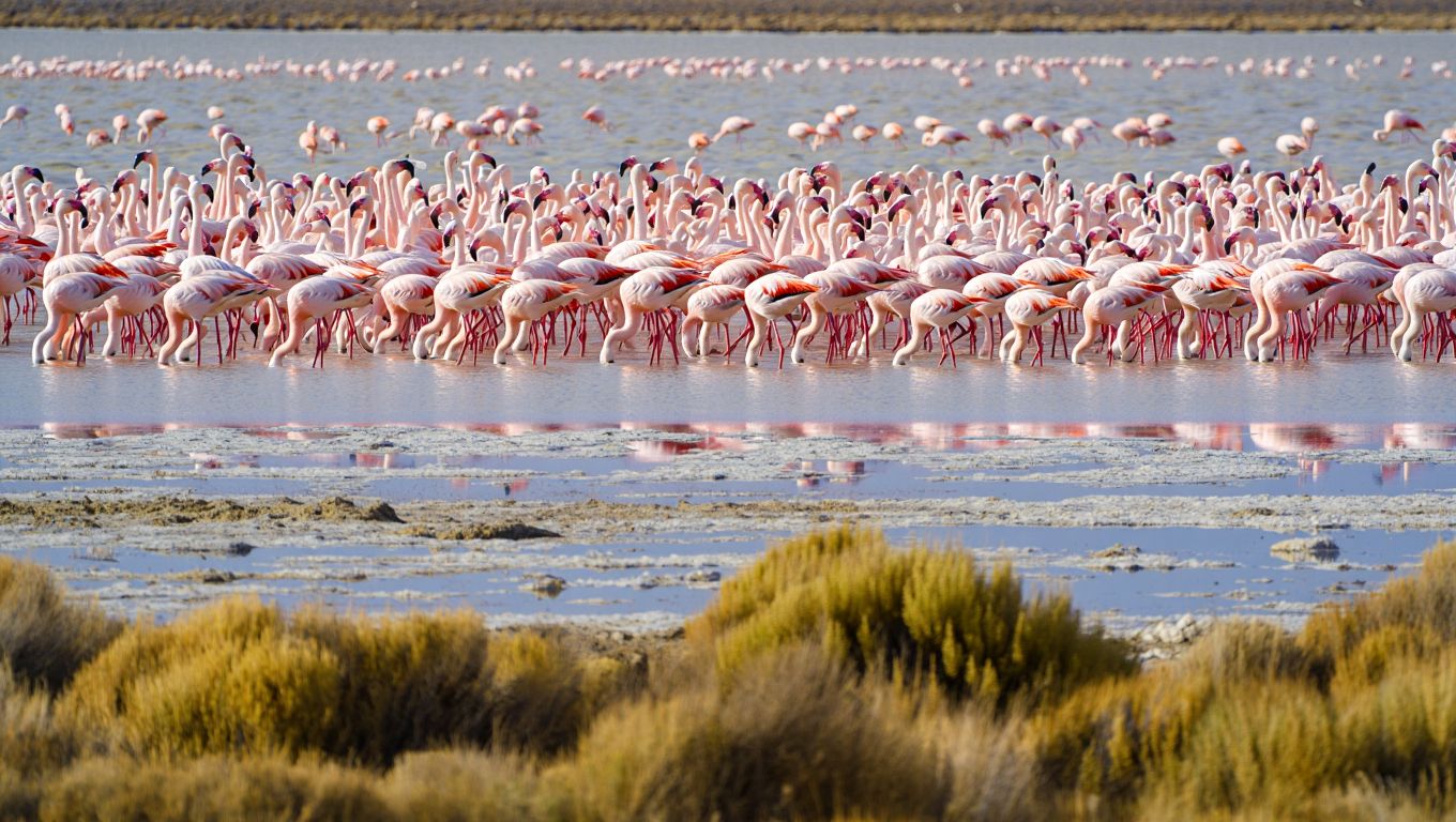 Miles de flamencos tiñeron de rosa esta laguna de altura en La Rioja y la imagen se volvió viral