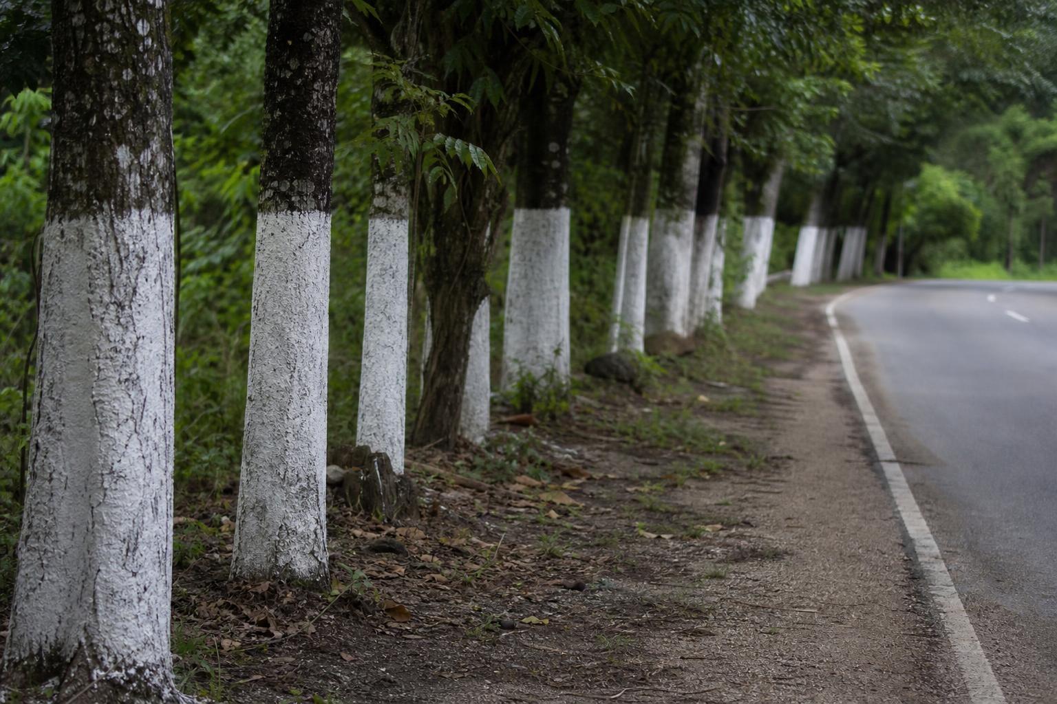 Esa franja blanca pintada en el tronco de los árboles al costado de la ruta no es decoración: para qué sirve realmente