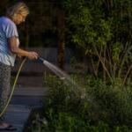 Los jardineros coinciden: regar las plantas todas las noches en verano es un error que las debilita y explican qué hacer en cambio