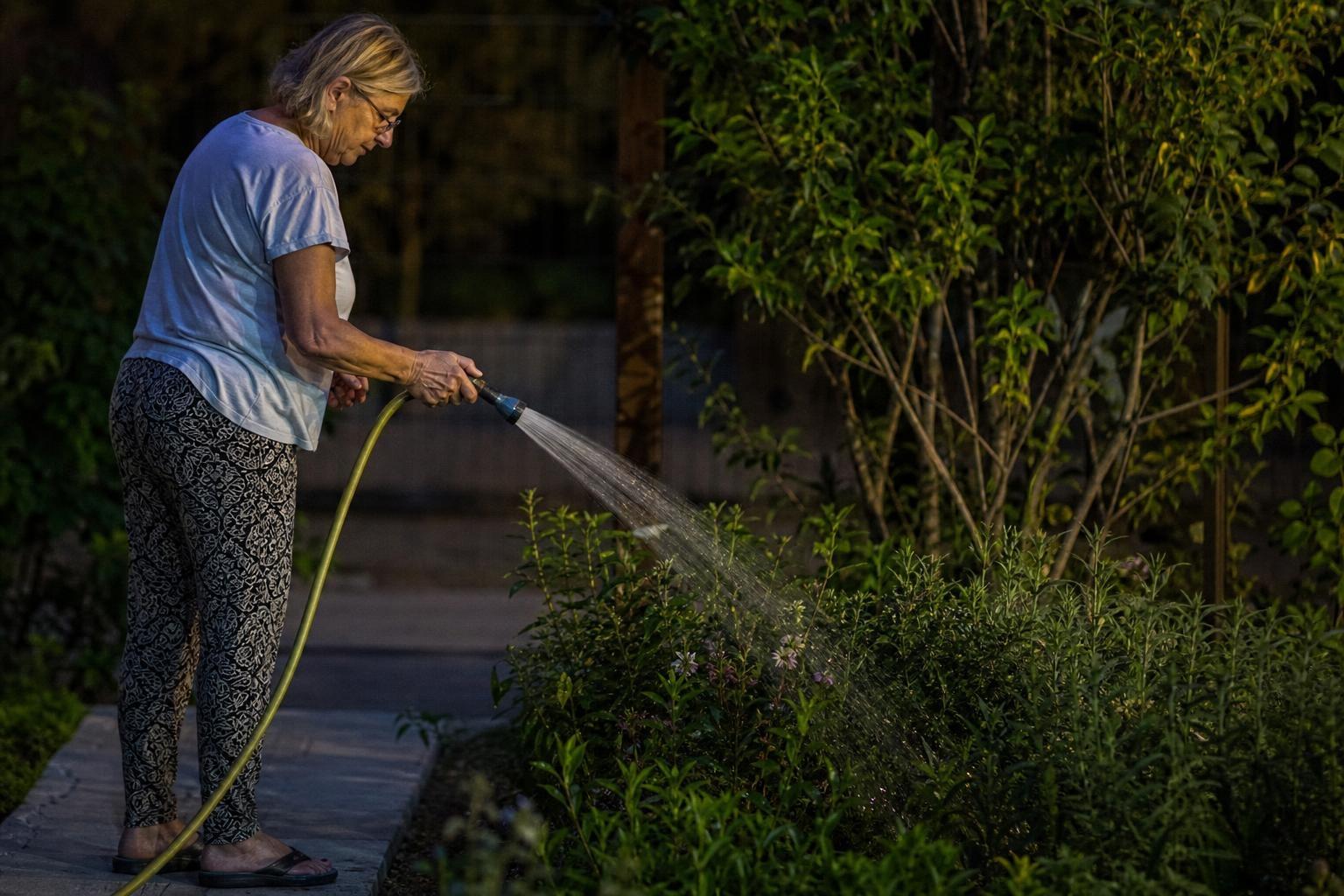 Los jardineros coinciden: regar las plantas todas las noches en verano es un error que las debilita y explican qué hacer en cambio