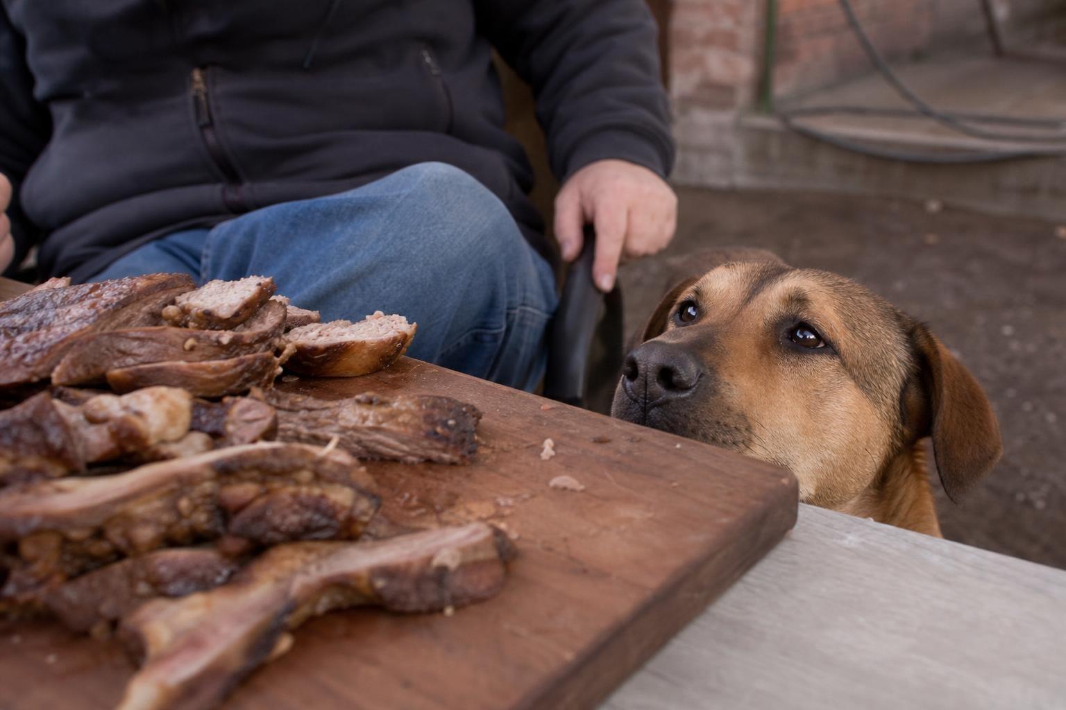 Los veterinarios coinciden: darle sobras del asado al perro el fin de semana es peor de lo que parece y explican por qué