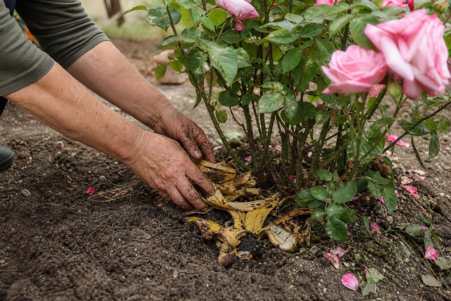 Nuestras abuelas enterraban cáscaras de banana al pie de los rosales en primavera: los jardineros explican por qué funcionaba