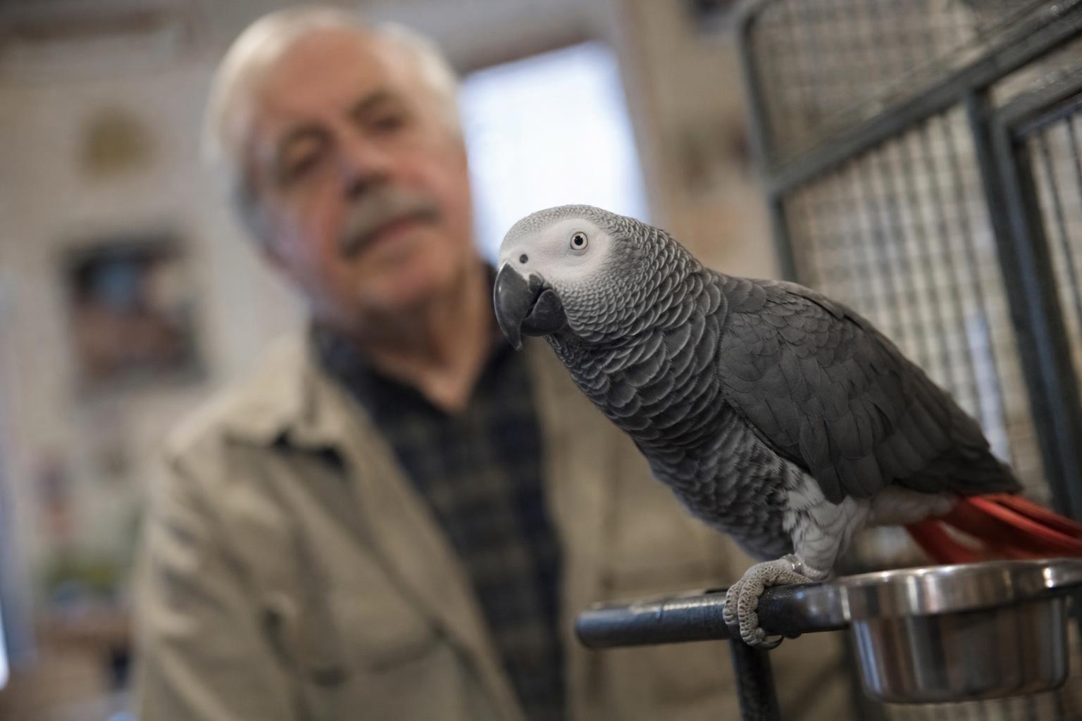 Por qué un loro anciano repite el nombre de su primer dueño décadas después: lo explica un especialista en aves